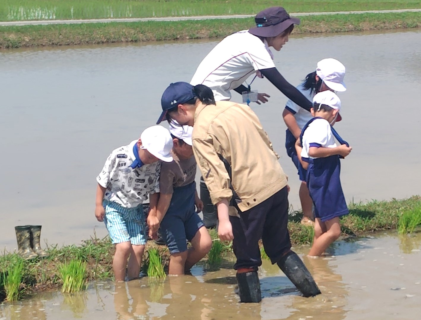 田植え2