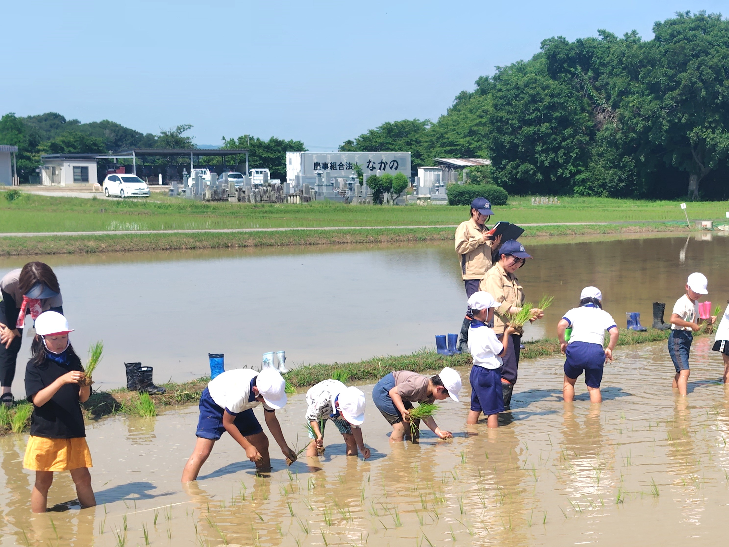 田植え4