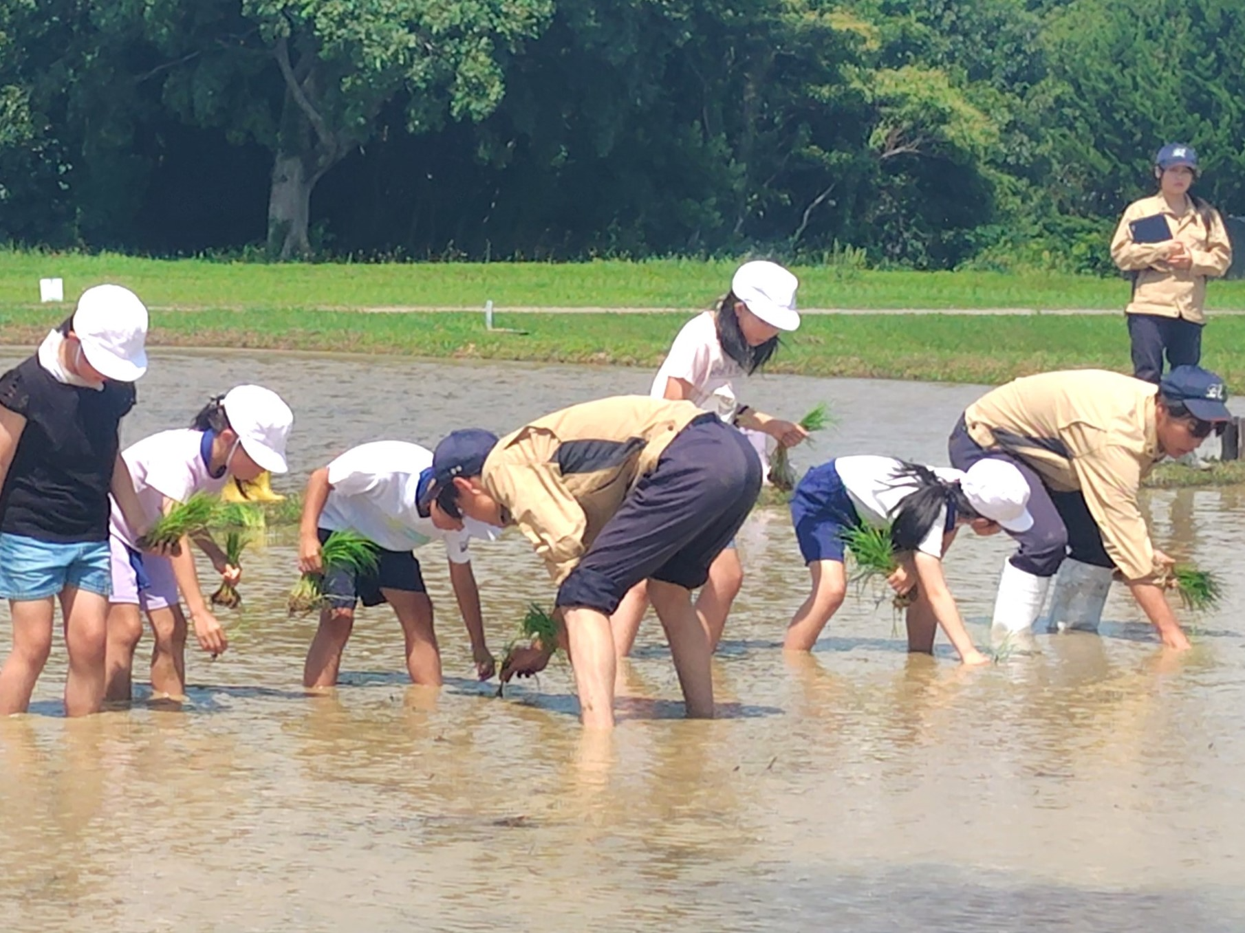 田植え体験