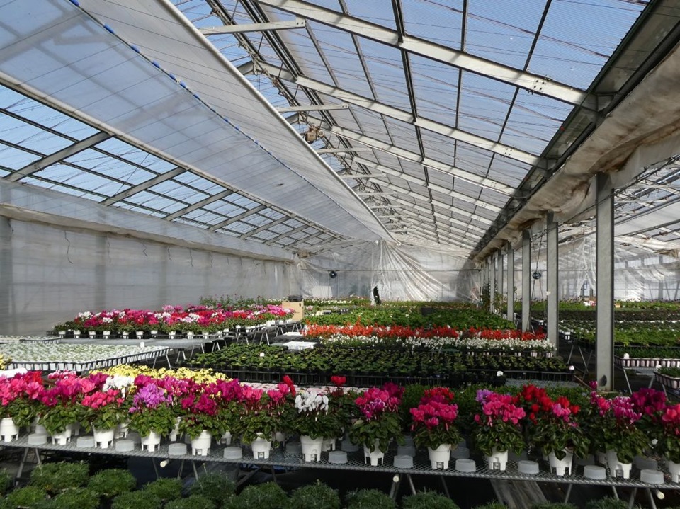 うえだガーデンRose+の温室内