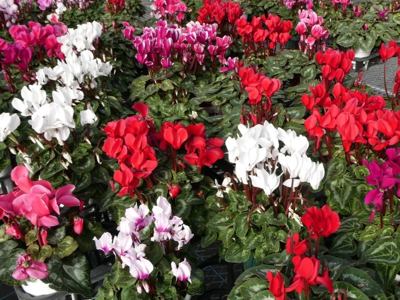 うえだガーデンRose+のシクラメン