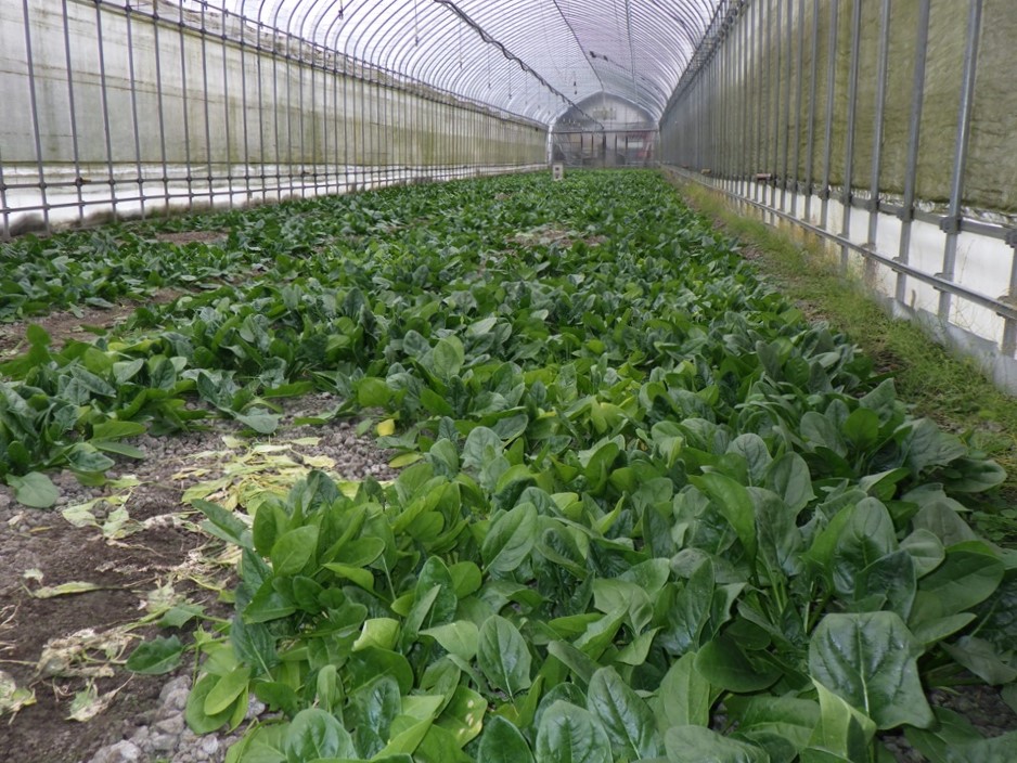 植田さんのホウレンソウ