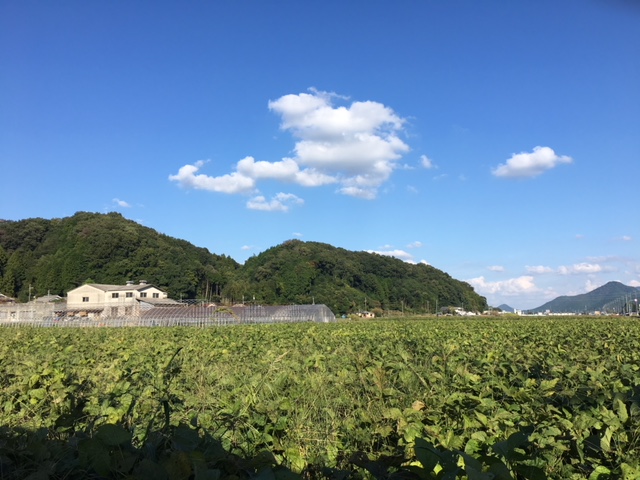 谷口農産の黒大豆の圃場