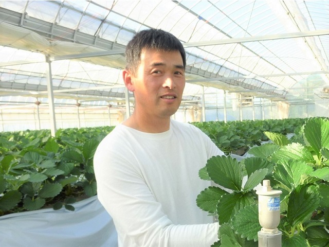 いちごの栽培管理をする藤本さん