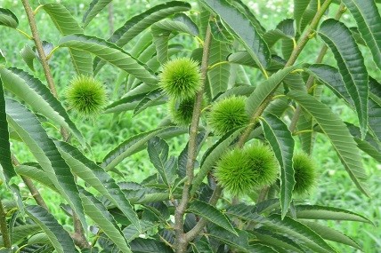 tambakuri03