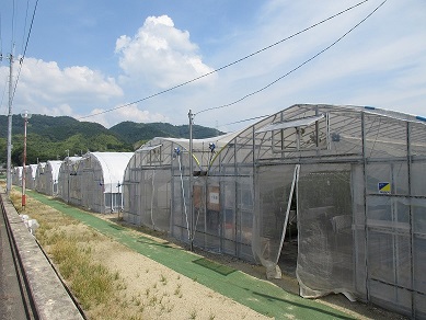 yamashirofarm3.JPG