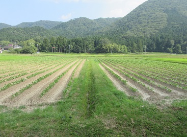 hotarunosato04.jpg