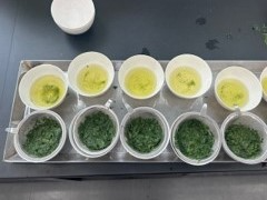sennta4