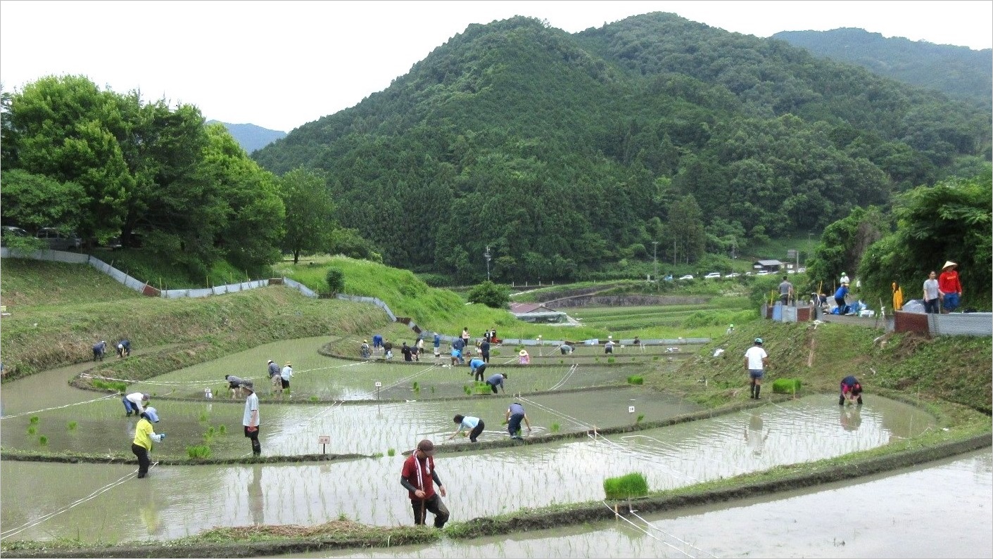 田植え風景