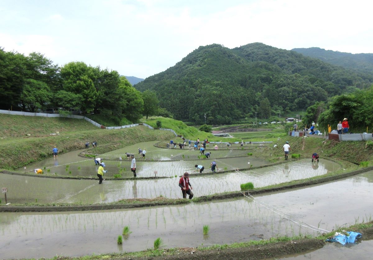明日香の棚田
