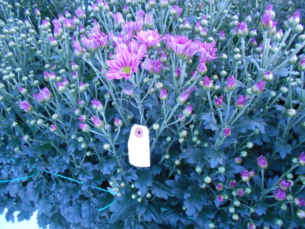 小菊