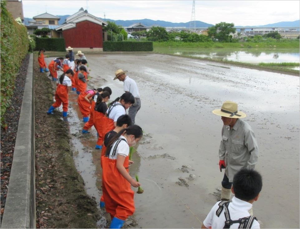 三宅町立三宅小学校の稲作体験学習(田植え)が行われました~三宅町~