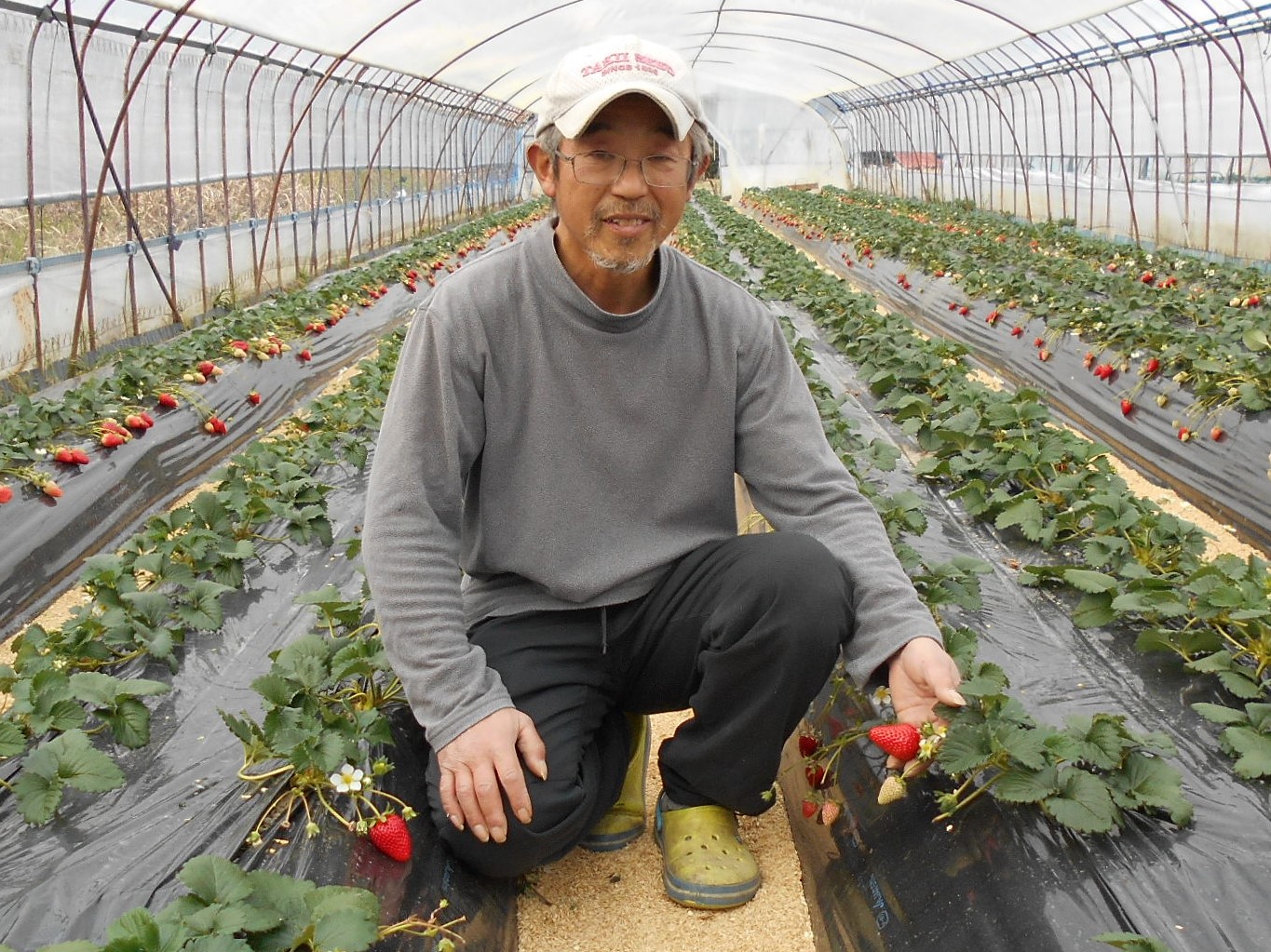 昔ながらの土耕栽培でイチゴを生産 御所市 米田 正之さん 近畿農政局