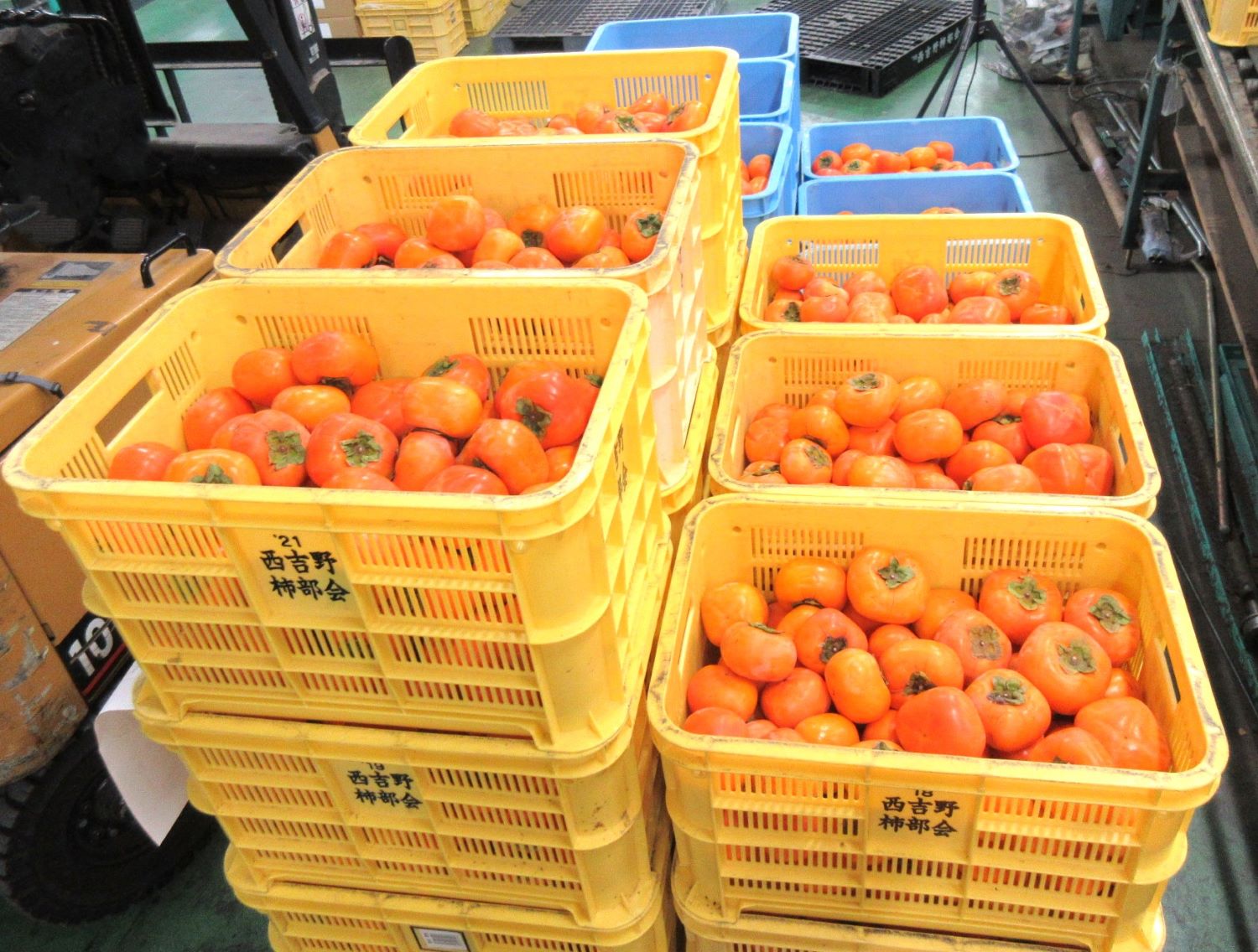 【生産者から出荷された富有柿】