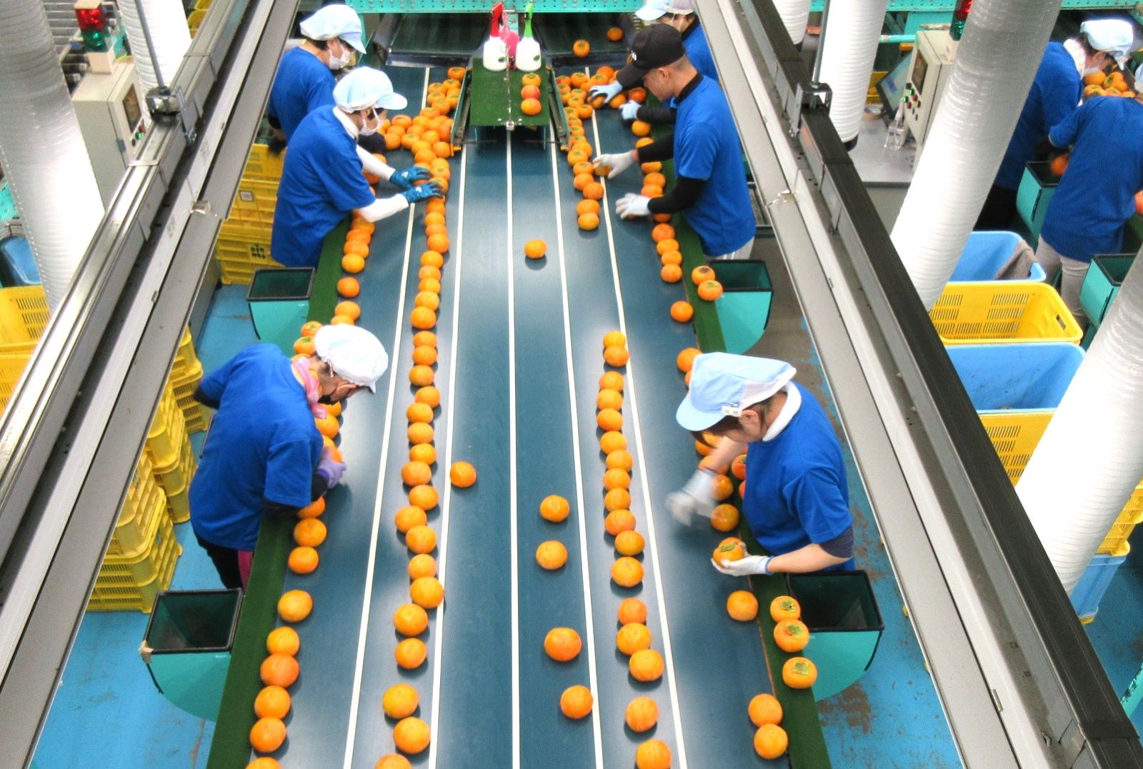 【選果の様子】