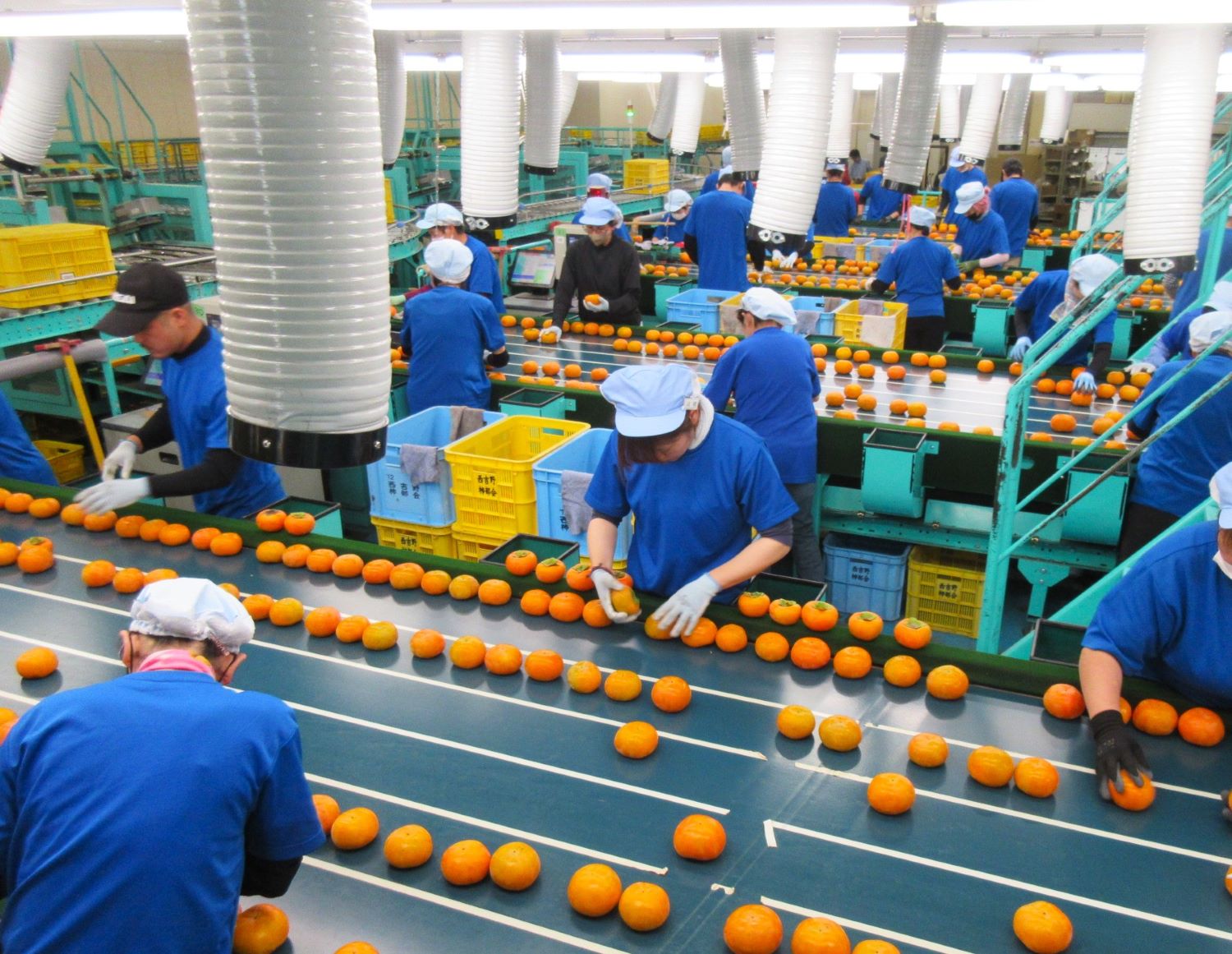 【選果の様子】