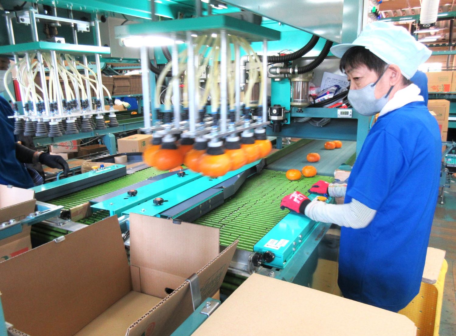 【選果された柿】