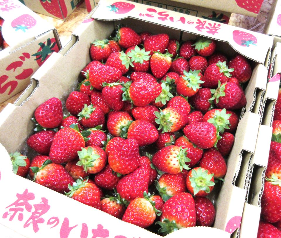 収穫した「古都華」