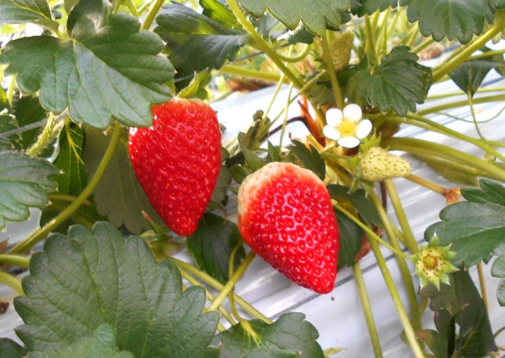 イチゴ（古都華）