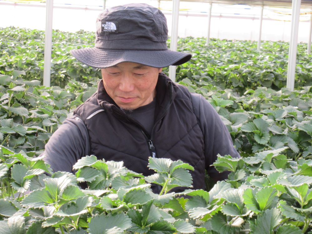 イチゴの様子を観察