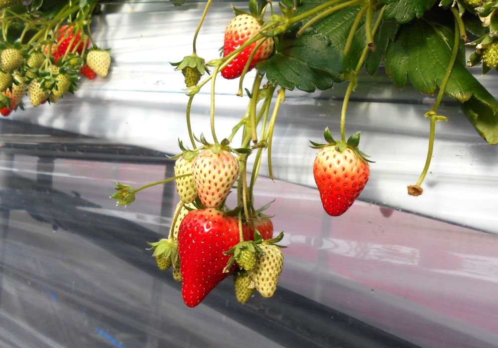 イチゴ（奈乃華）