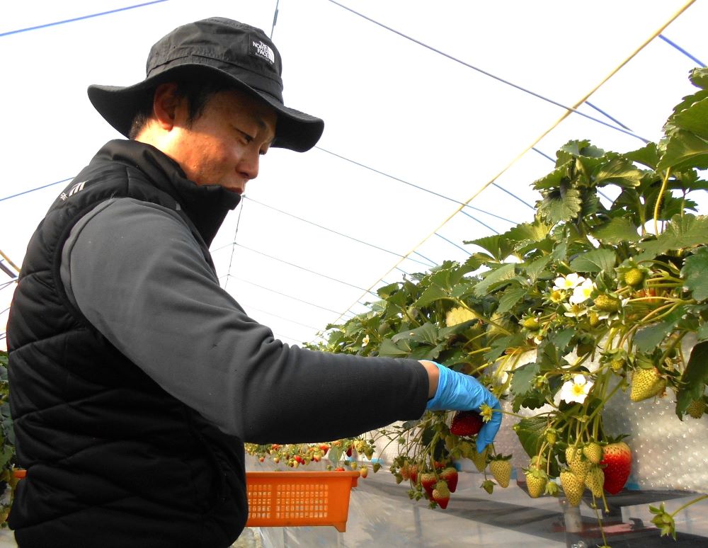 イチゴを丁寧に収穫