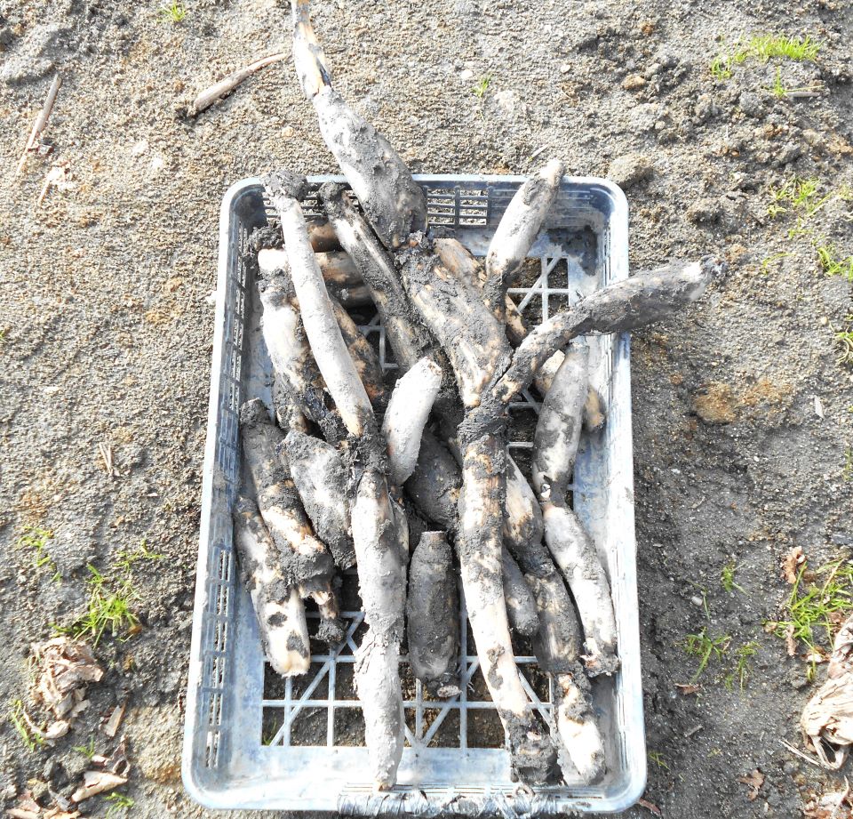 掘り出されたれんこん