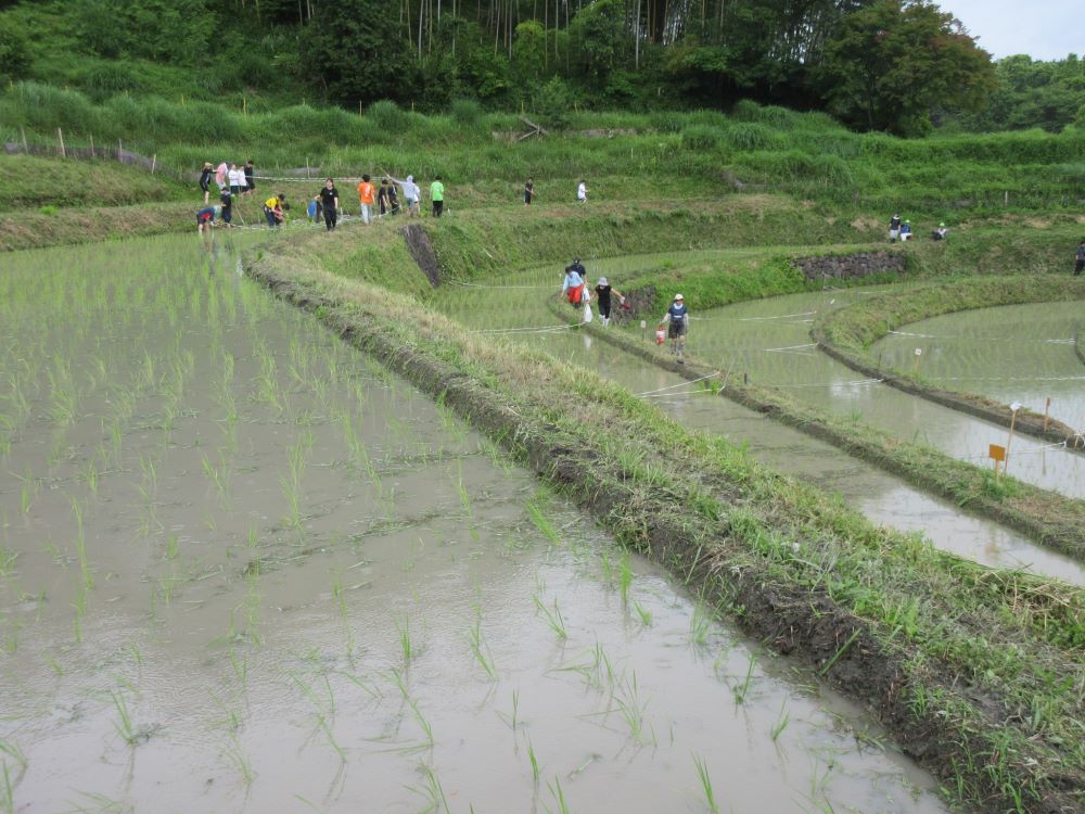 田植えの終わった棚田