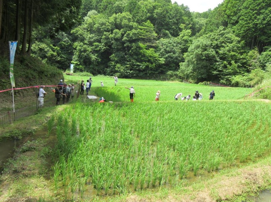 棚田の風景