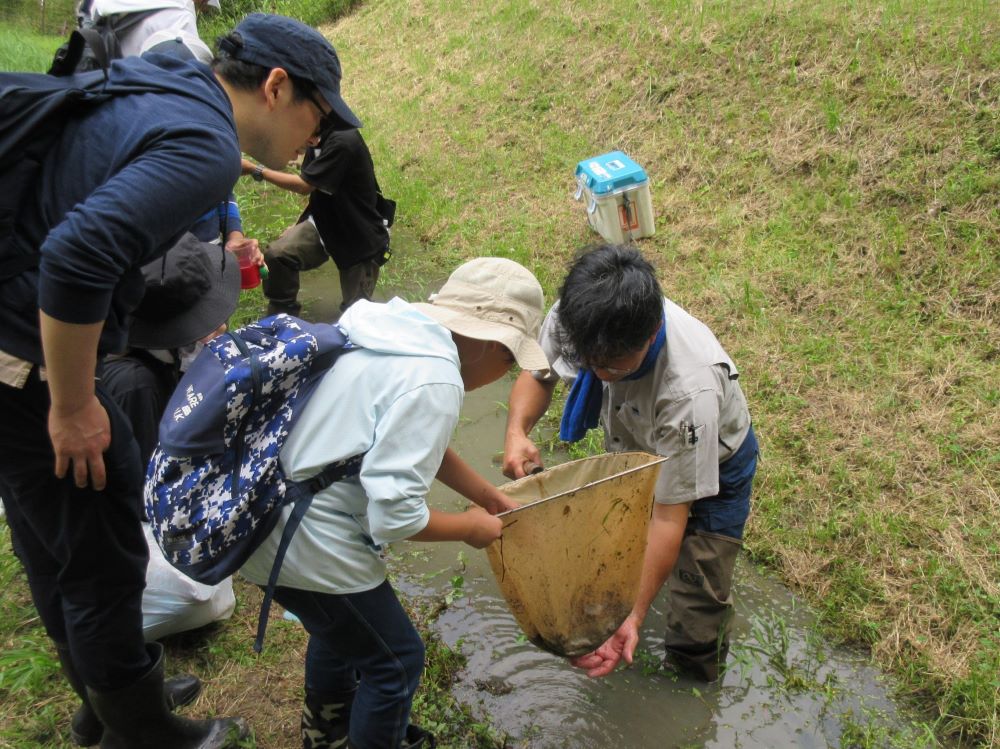 水生生物を観察