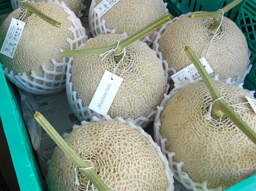 収穫したメロン