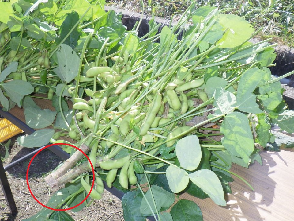 栽培方法