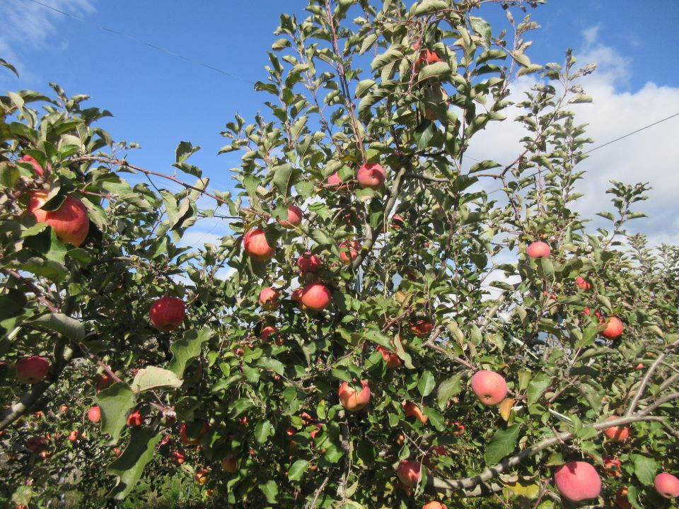 たわわなリンゴ