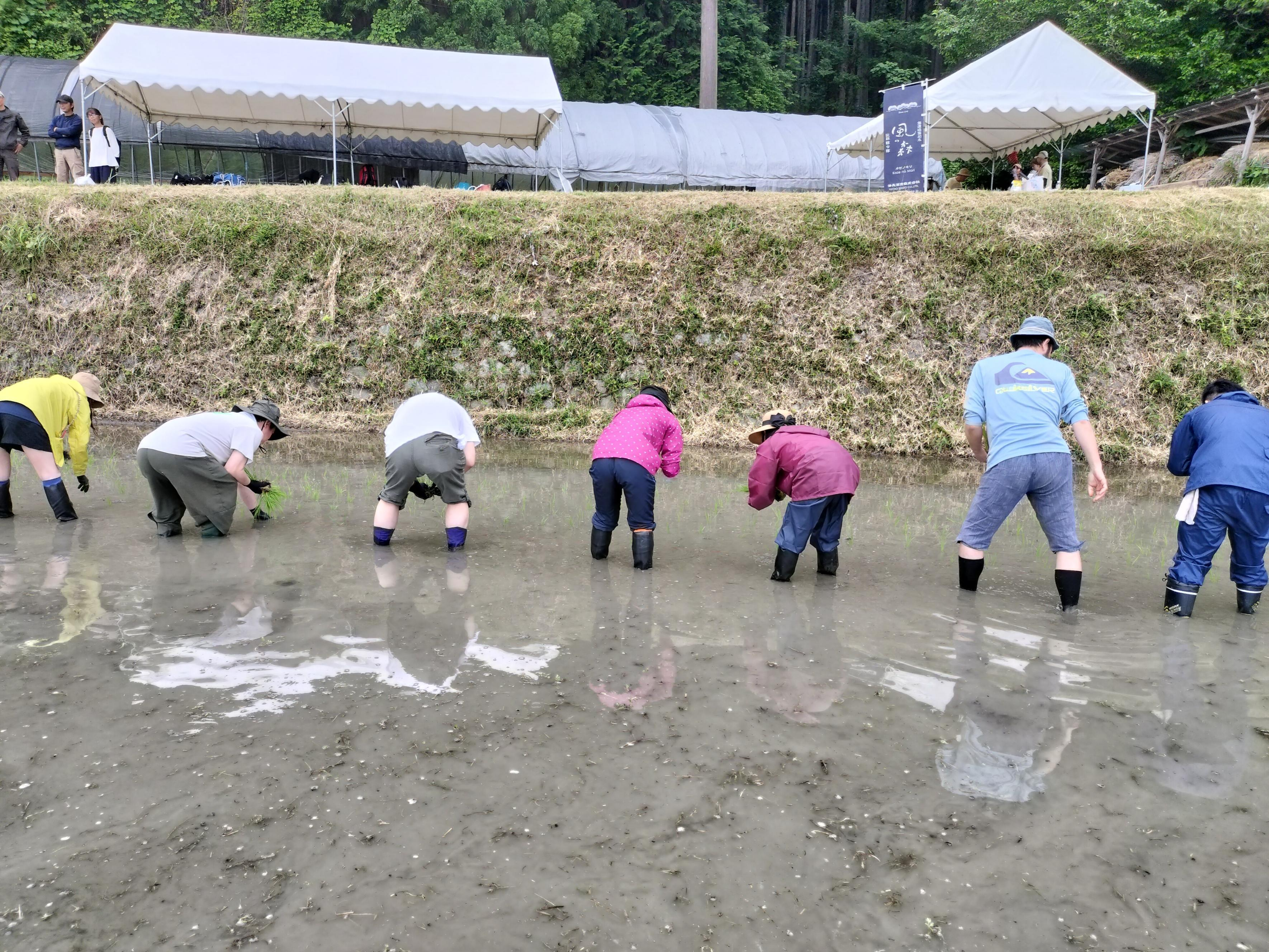 田植え