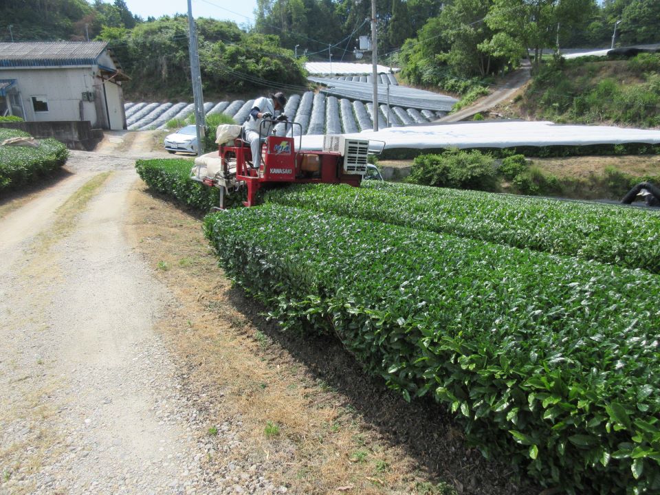 組合員が乗用摘採機で茶葉を刈り取り