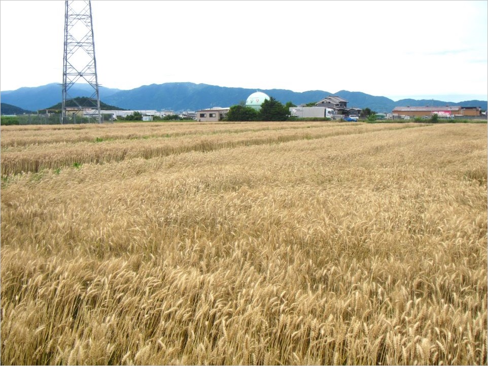 収穫前の圃場