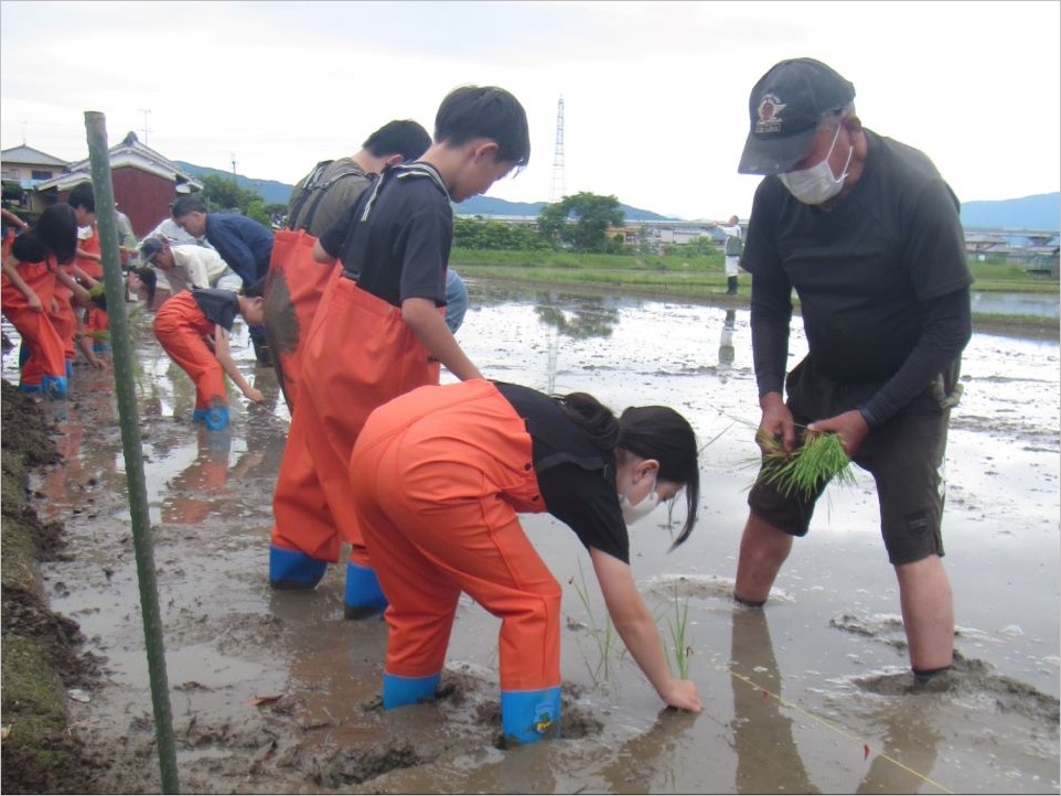 田植えを教わっています