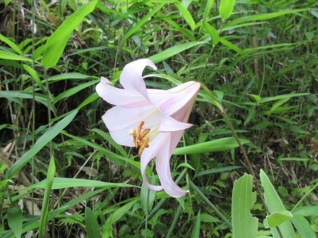ササユリの花