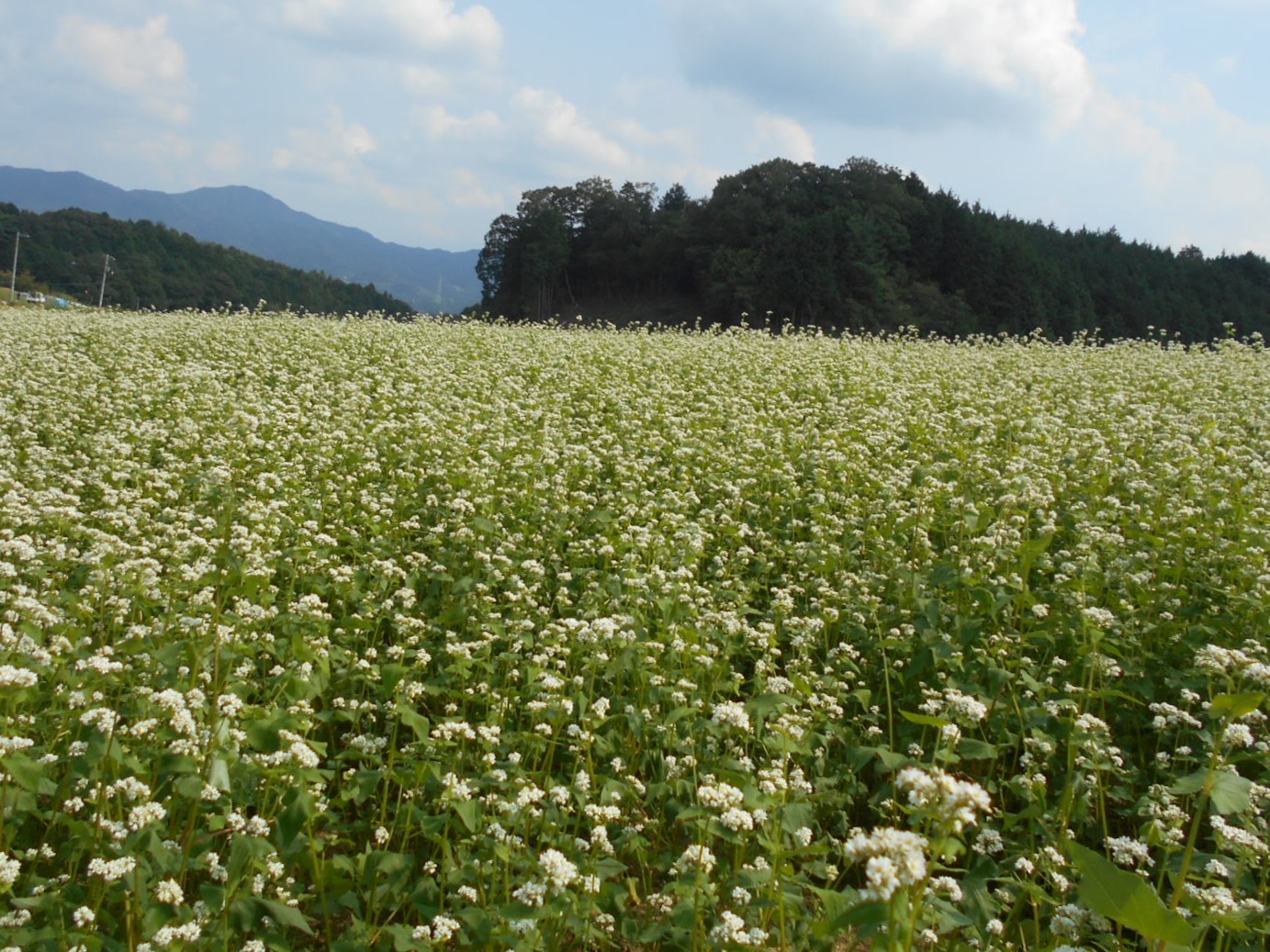 そば作付けの画像