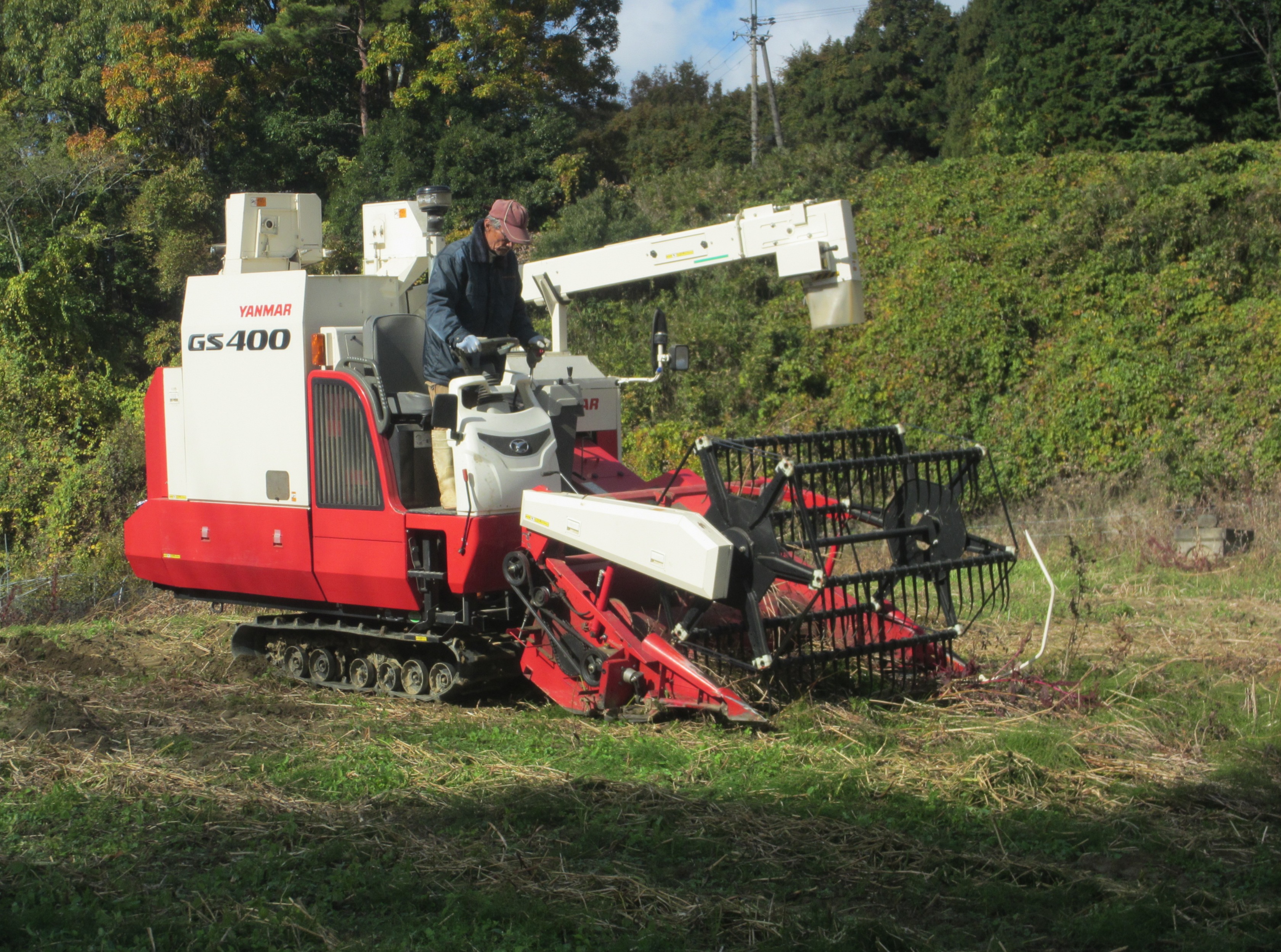 そばの収穫作業の画像