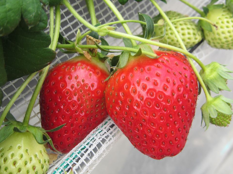 摘みたてをお届け(いちごアップ画像)