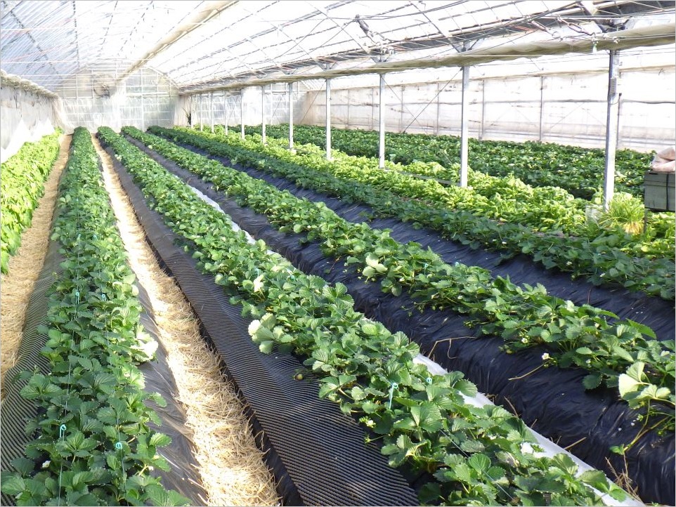 環境に配慮した栽培(生分解性マルチ)