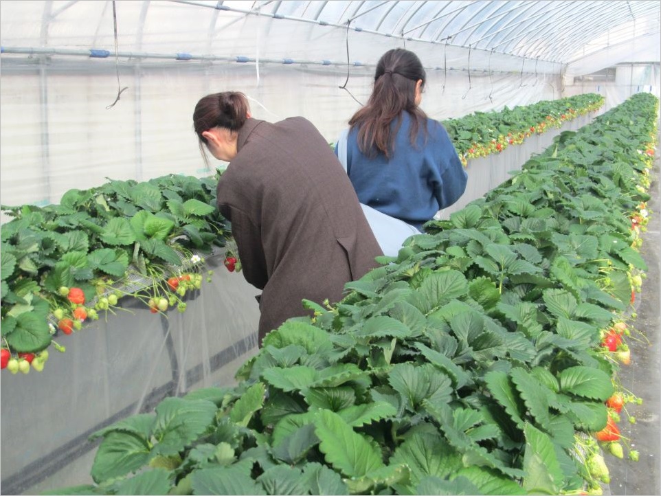 イチゴ狩りの様子