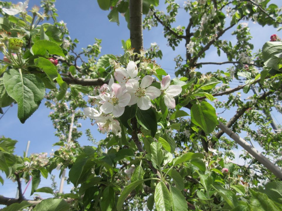 【開花したりんごの花】