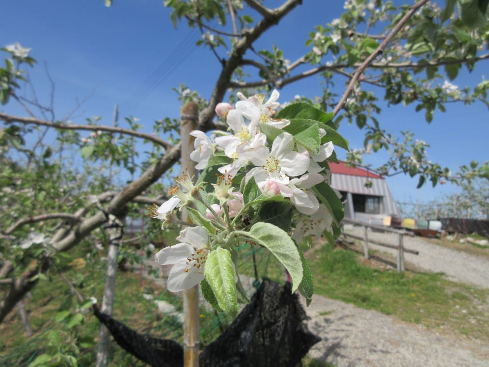 【天候にも恵まれ綺麗な花がたくさん咲いています】