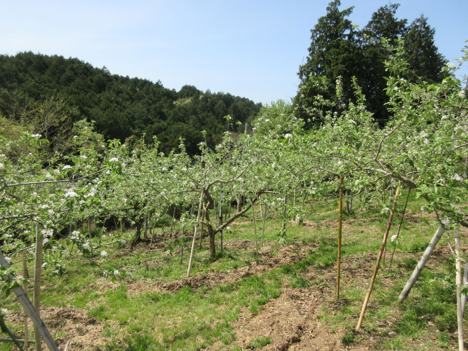 【収穫が楽しみなりんご畑】