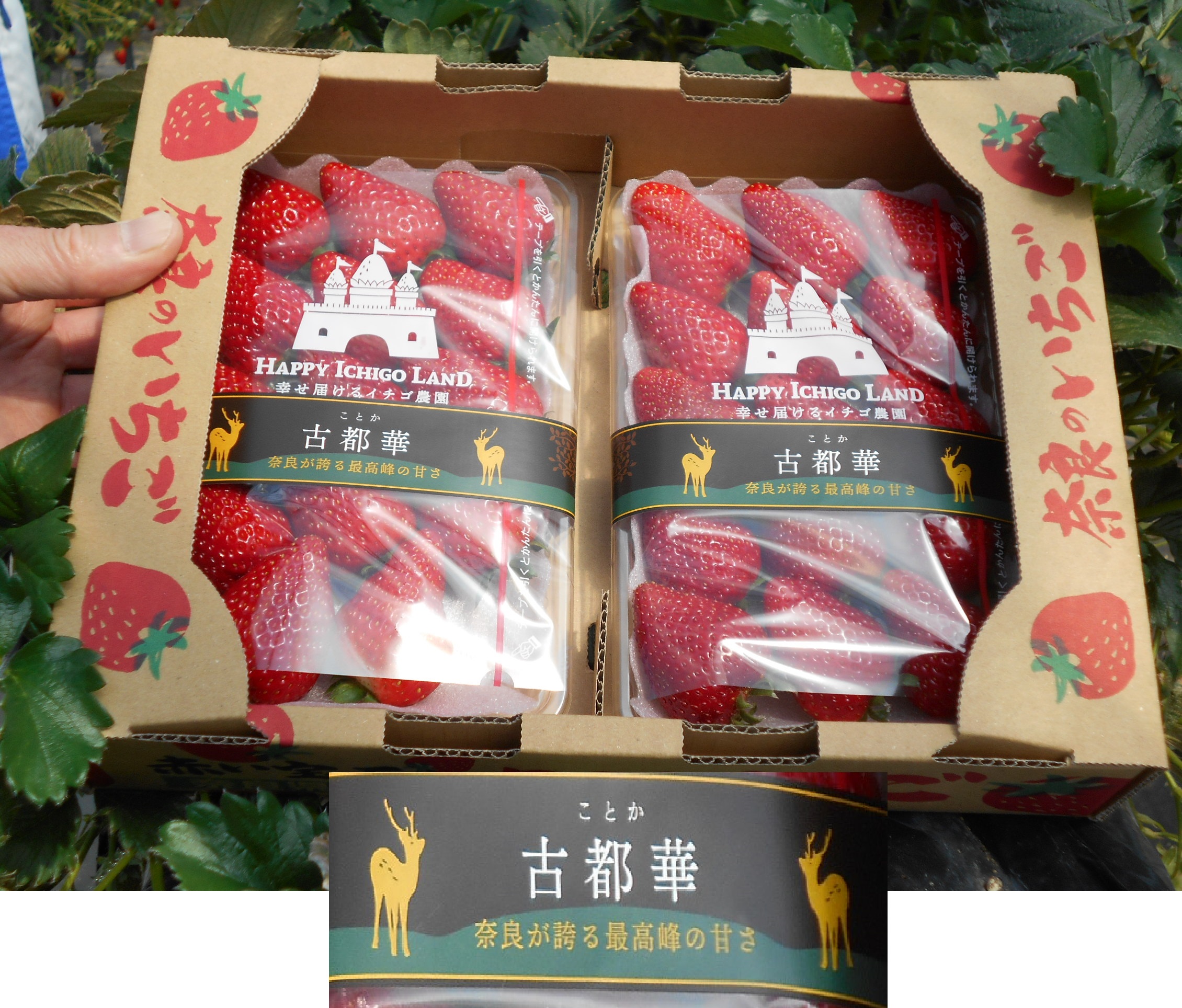古都華