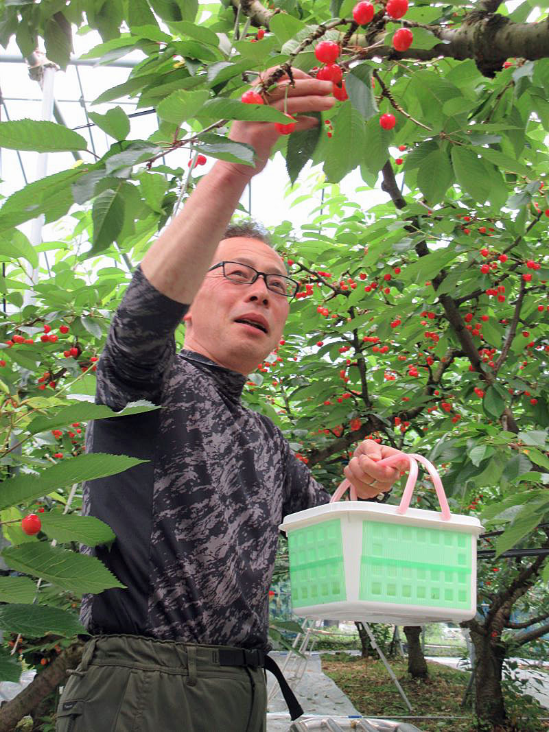 【丁寧にさくらんぼを摘む辰巳氏】