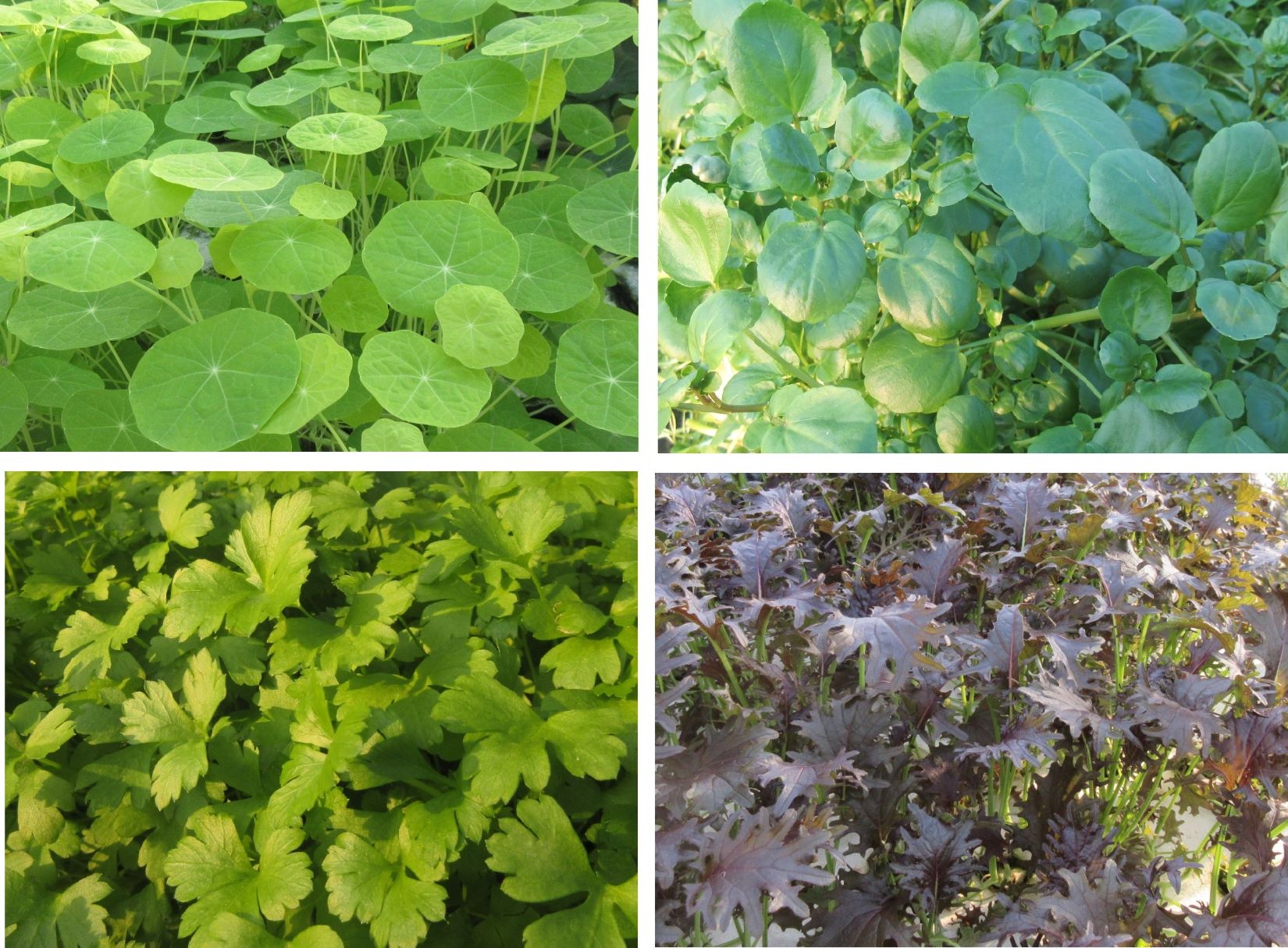 【料理を彩り食材の味を引き出すハーブ】