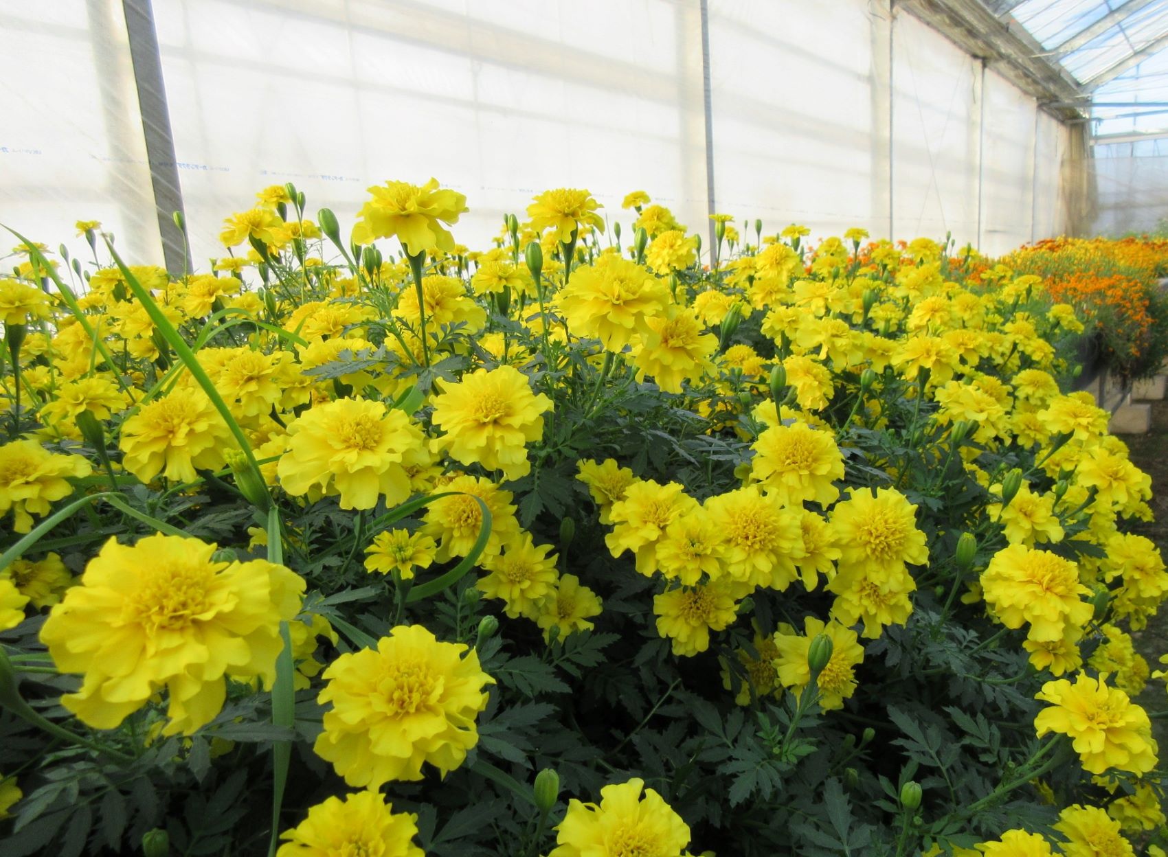 【食卓を彩るエディブルフラワー（食用花）】